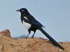 Pica mauritanica