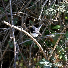 Petroica macrocephala toitoi