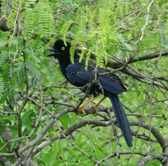 Cyanocorax beecheii