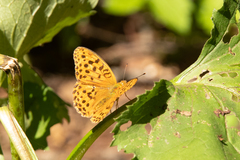 Argynnis