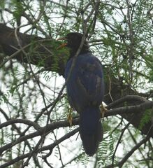 Cyanocorax beecheii