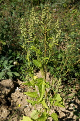 Chenopodiastrum hybridum