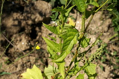 Chenopodiastrum hybridum