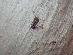 Iridomyrmex