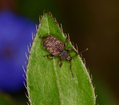 Otiorhynchus crataegi