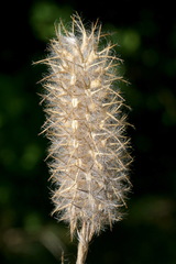 Trifolium angustifolium