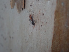 Iridomyrmex