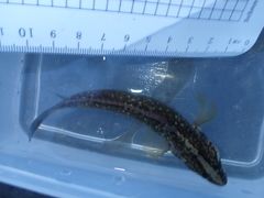 Acanthoclinus fuscus