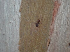 Iridomyrmex