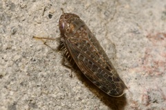 Allygidius furcatus