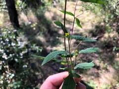 Sigesbeckia orientalis