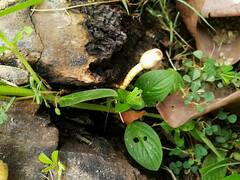Leucoagaricus meleagris