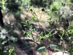 Sigesbeckia orientalis