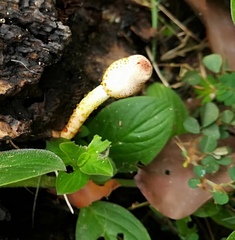 Leucoagaricus meleagris