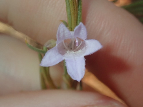 Image of Broom Bush (Eremophila scoparia) by (c) Thomas Mesaglio, some rights reserved (CC BY)