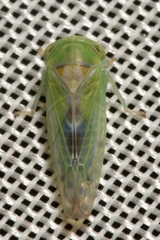 Populicerus confusus