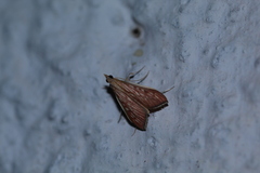 Antigastra catalaunalis