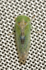 Populicerus confusus