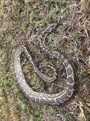 Morelia spilota