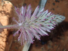Ptilotus exaltatus
