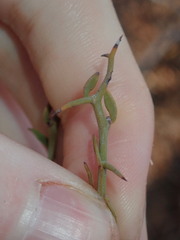 Acacia erinacea