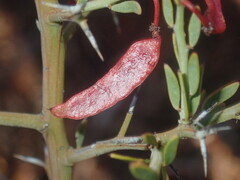 Acacia erinacea