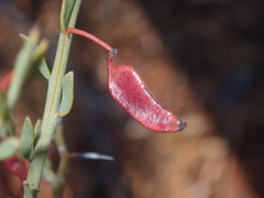 Acacia erinacea