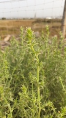 Salsola kali
