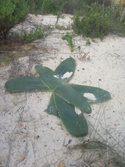 Brunsvigia orientalis