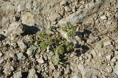 Euphorbia falcata