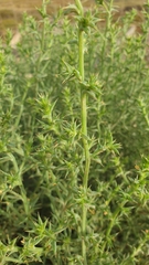 Salsola kali
