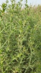 Salsola kali