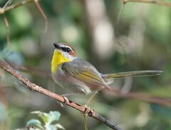 Basileuterus rufifrons