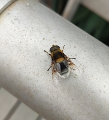 Eristalis intricaria