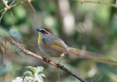 Basileuterus rufifrons