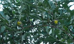 Basileuterus rufifrons