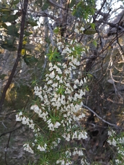 Styphelia setigera