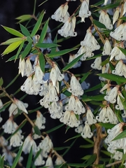 Styphelia setigera