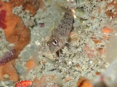 Notoclinops yaldwyni