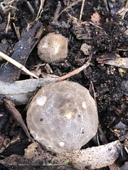 Lycoperdon pratense