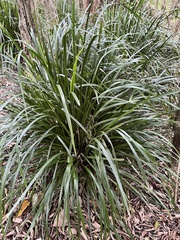 Lomandra hystrix