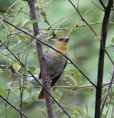 Piranga erythrocephala