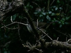 Sericornis frontalis