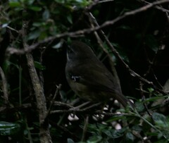 Sericornis frontalis