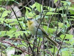 Piranga erythrocephala