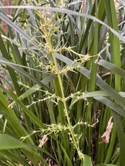 Lomandra hystrix