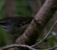 Sericornis frontalis