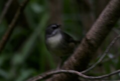 Sericornis frontalis