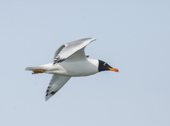 Ichthyaetus ichthyaetus