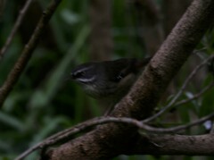 Sericornis frontalis